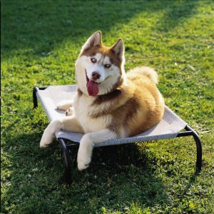 Kurgo Skybox Pet Booster Seat